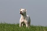 DOGUE ARGENTIN 358